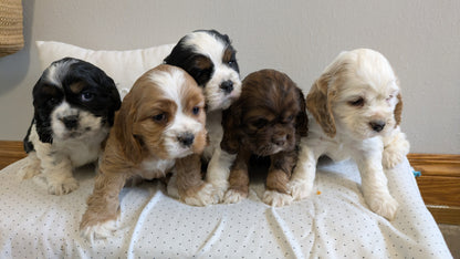 COCKER SPANIEL (02/14) MALE