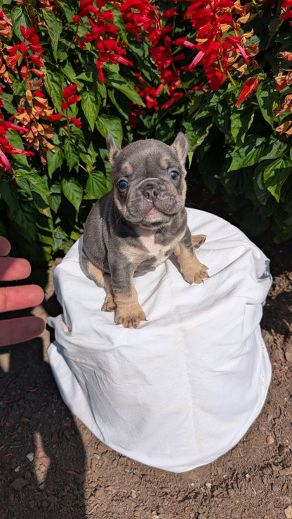 FRENCH BULLDOG (06/27) MALE