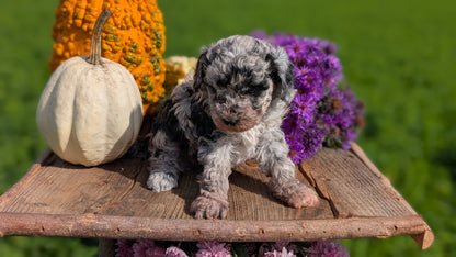 TOY POODLE (08/28) FEMALE