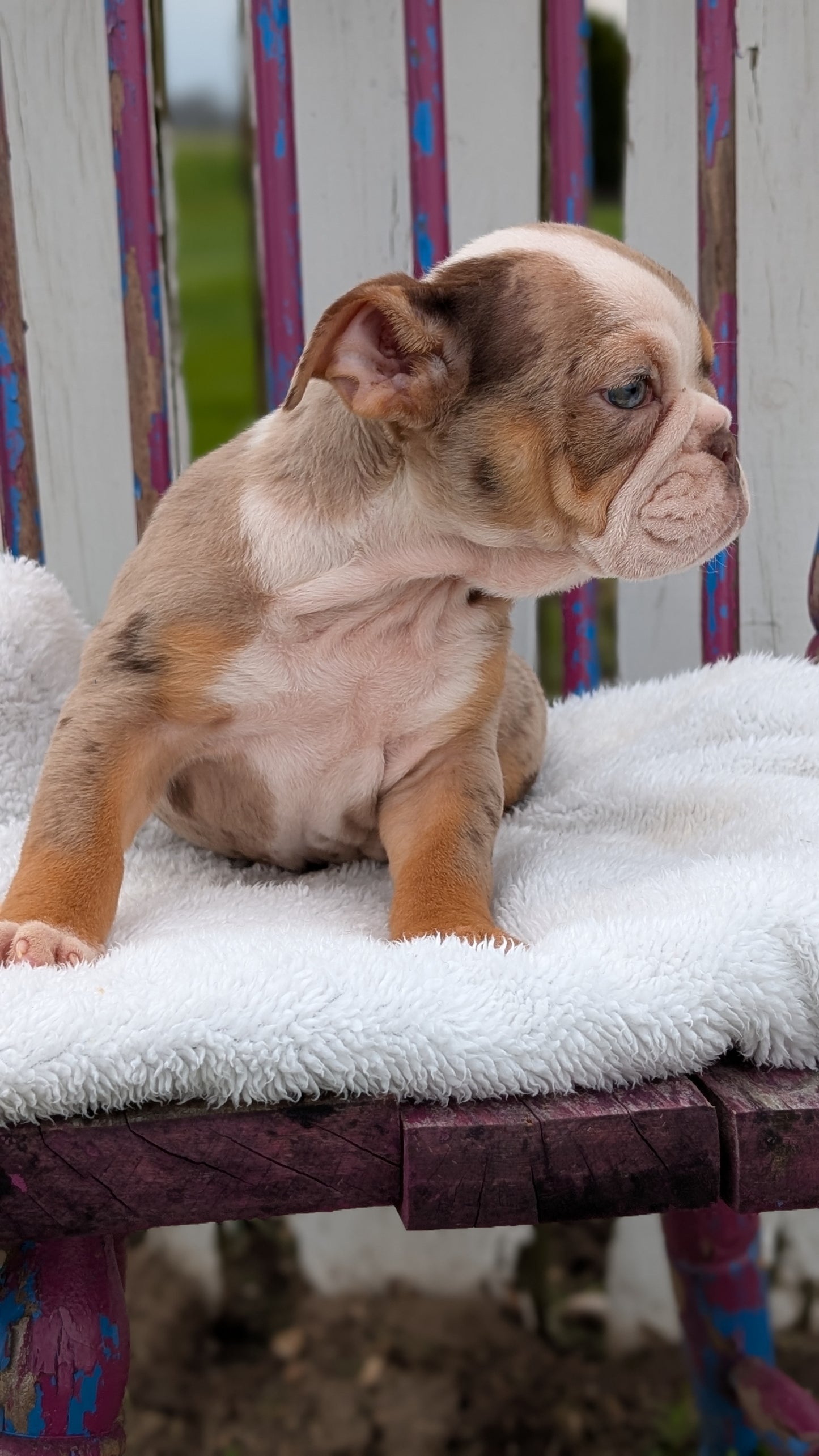 ENGLISH BULLDOG (FEB 09) FEMALES