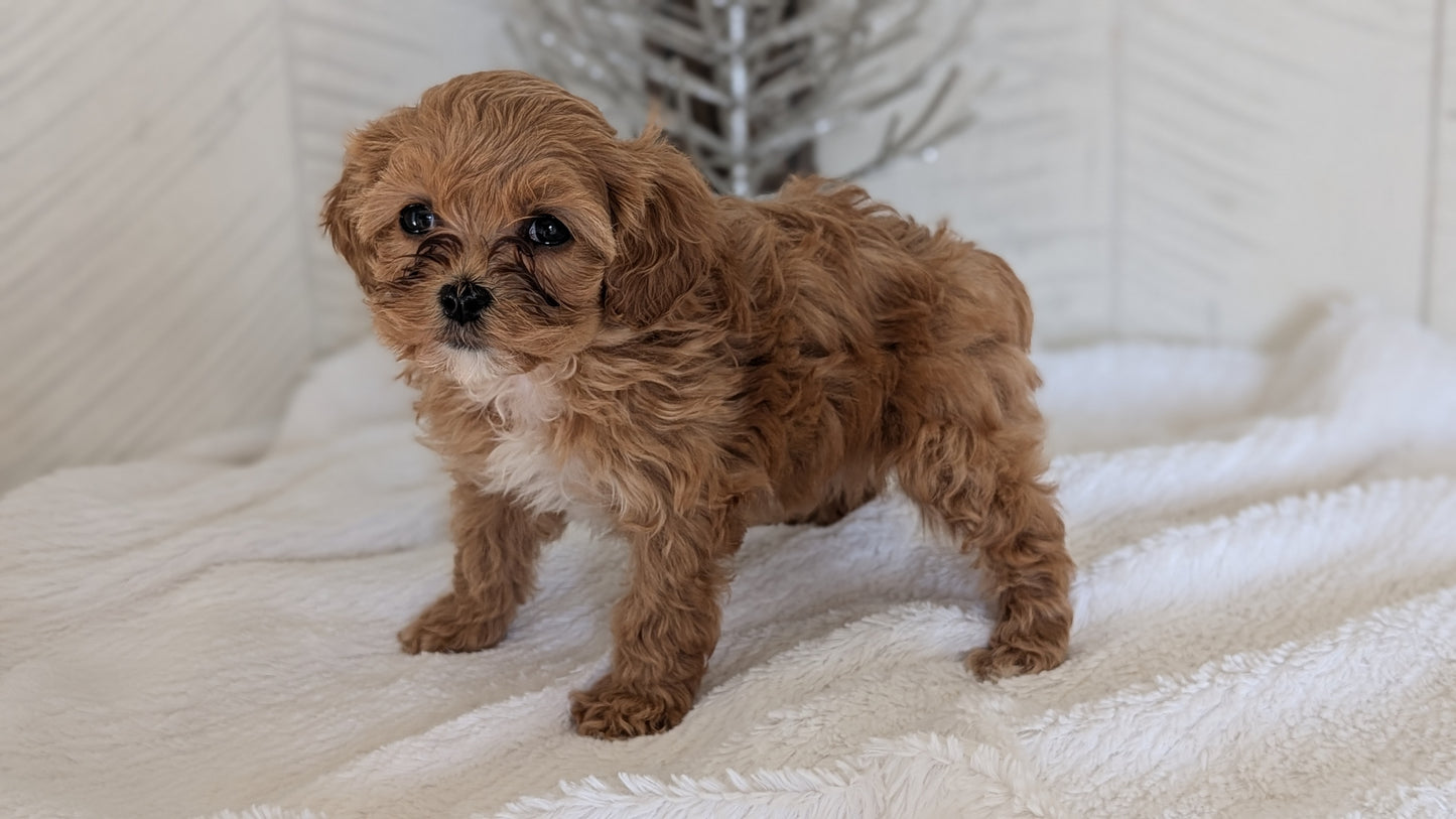 CAVAPOO (NOV 08) FEMALE