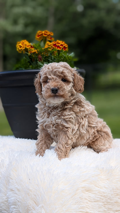 MINI POODLE (MAY 12) MALES