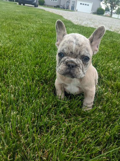 FRENCH BULLDOG (03/15) MALE
