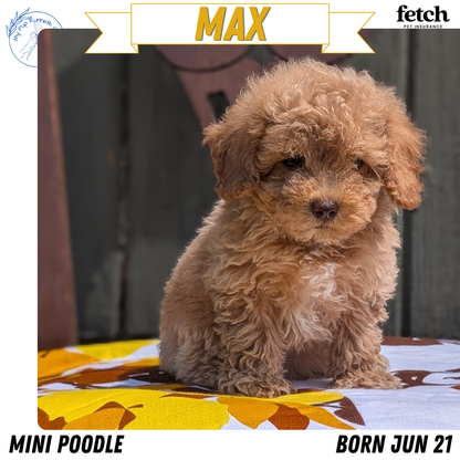 MINI POODLE (JUN 21) 4 MALES