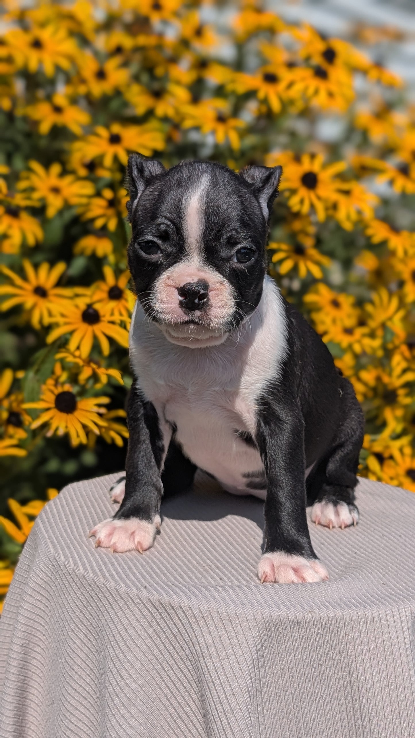 BOSTON TERRIER (JUL 11) 4 FEMALES/4 MALES