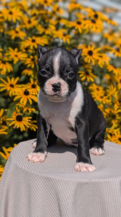 BOSTON TERRIER (JUL 11) 4 FEMALES/4 MALES