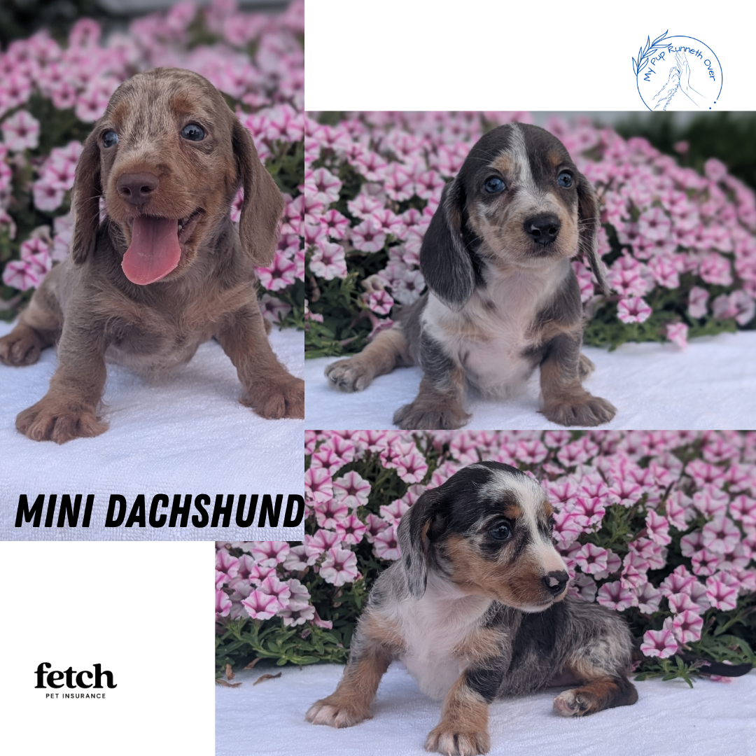 MINI DACHSHUND (JUN 04) FEMALES