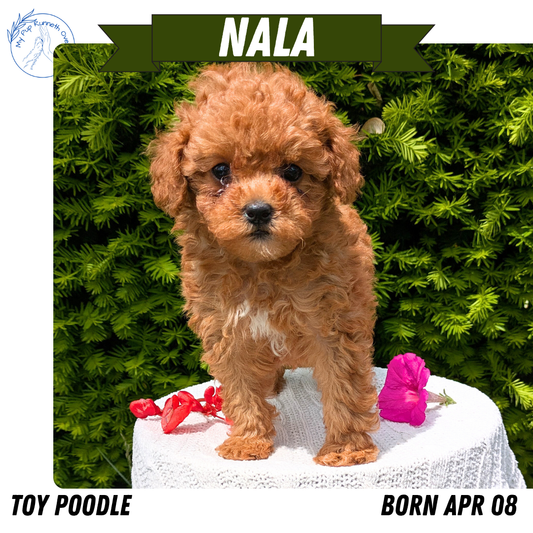 TOY POODLE (04/08) FEMALE