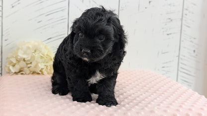 CAVAPOO (JUN 14) MALES
