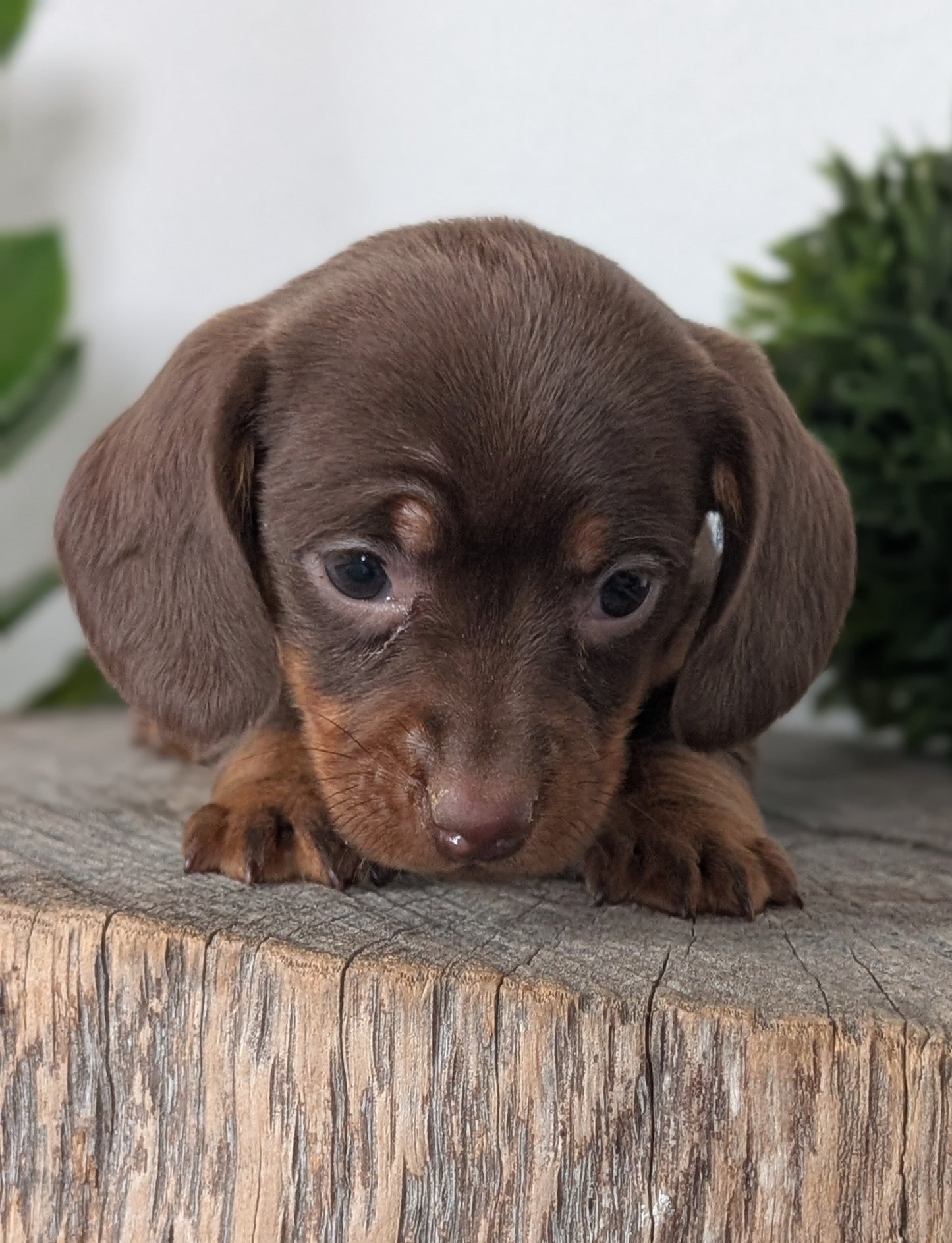 MINI DACHSHUND (09/22) FEMALE