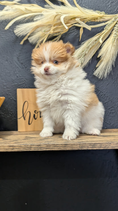POMERANIAN (NOV 23) MALE