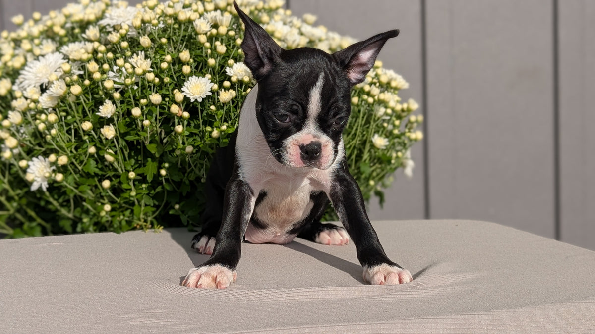 BOSTON TERRIER (JUL 11) 4 FEMALES/4 MALES