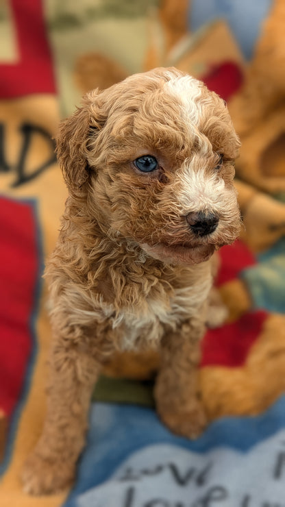 MINI POODLE (09/27) FEMALE