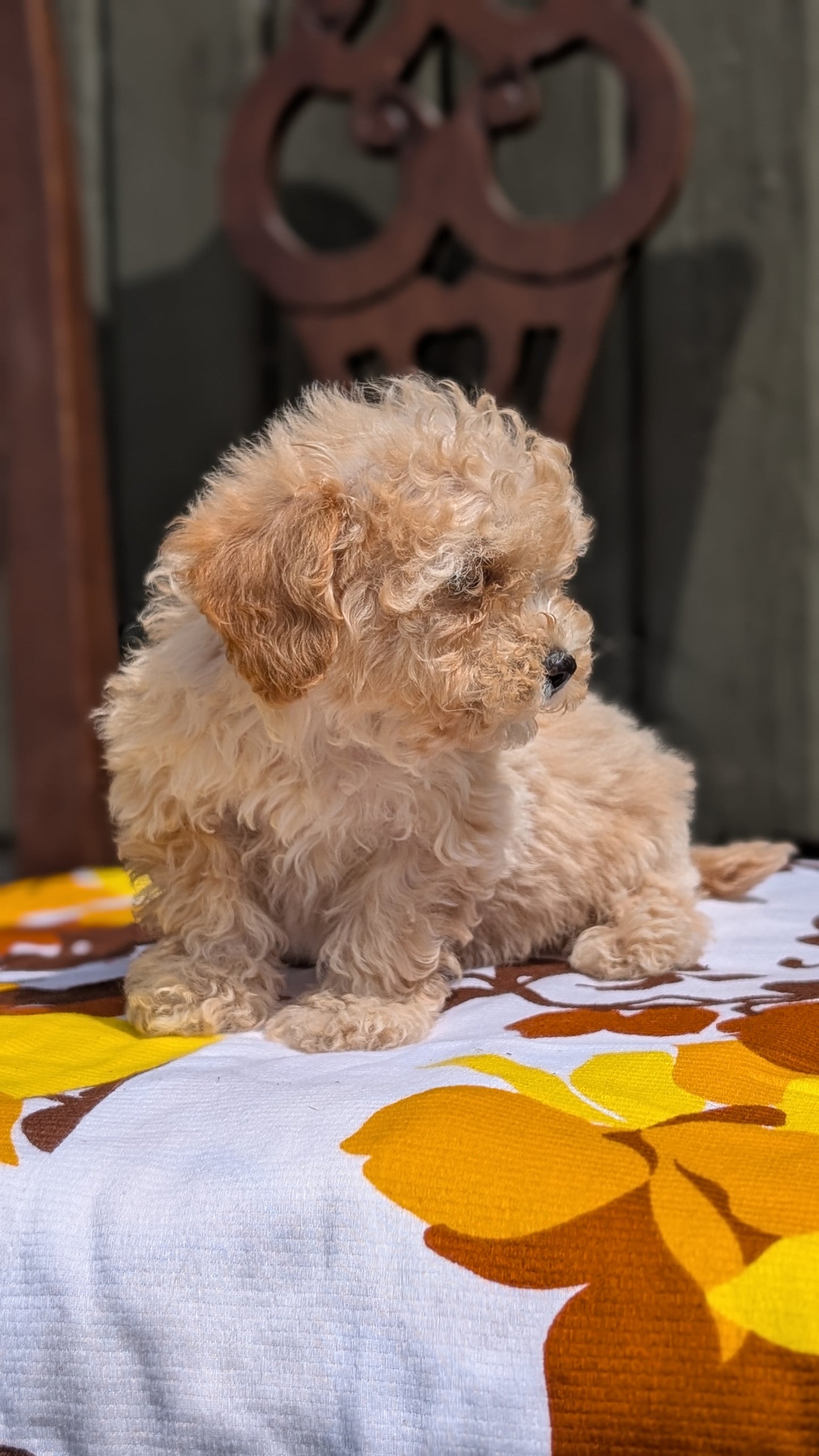 MINI POODLE (JUN 21) 4 MALES