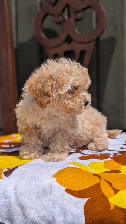 MINI POODLE (JUN 21) 4 MALES