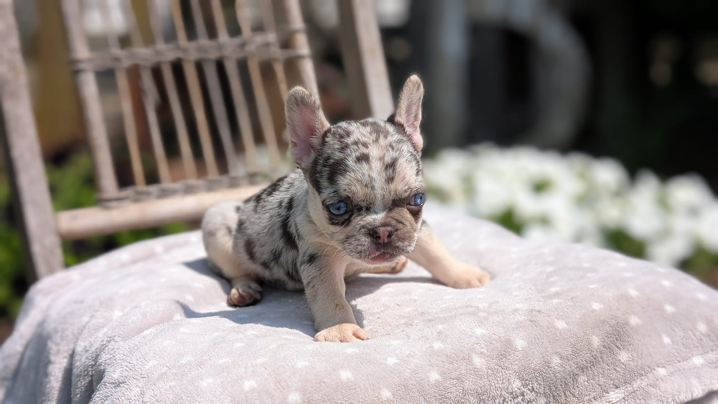 FRENCH BULLDOG (05/16) FEMALE