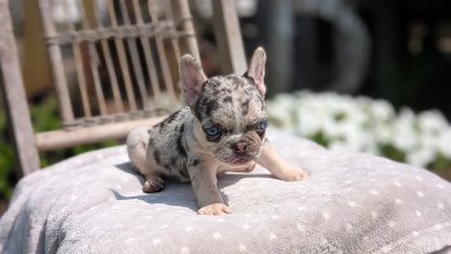 FRENCH BULLDOG (05/16) FEMALE