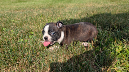 BOSTON TERRIER (06/29) FEMALE