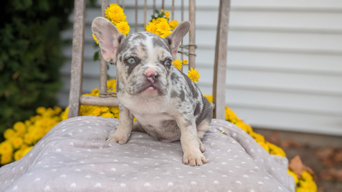 FRENCH BULLDOG (07/29) MALE