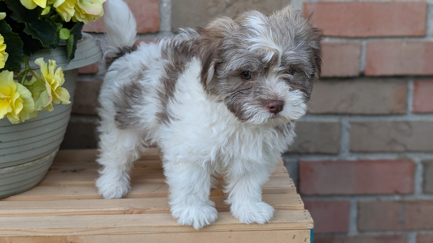 HAVANESE (APR 09) MALES
