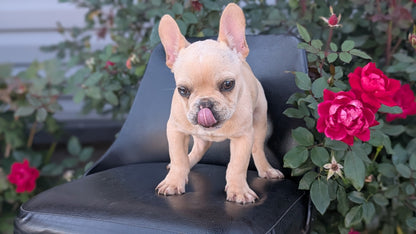 FRENCH BULLDOG (JUN 26) 2 MALES