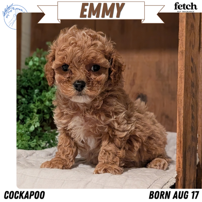 COCKAPOO (AUG 17) 3 FEMALES/1 MALE