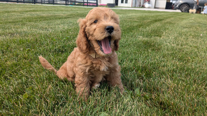 IRISH DOODLE (07/06) FEMALE