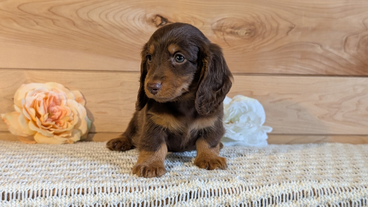 MINI DACHSHUND (JUL 30) 4 MALES/1 FEMALE