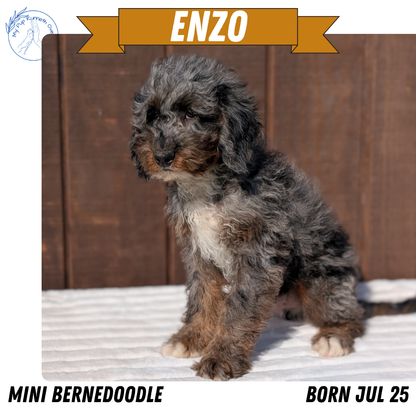 MINI BERNEDOODLE (07/25) MALE