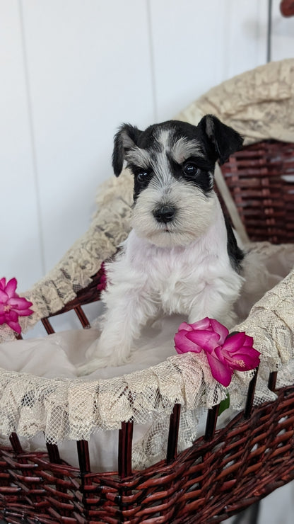 MINI SCHNAUZER (JAN 10) MALES
