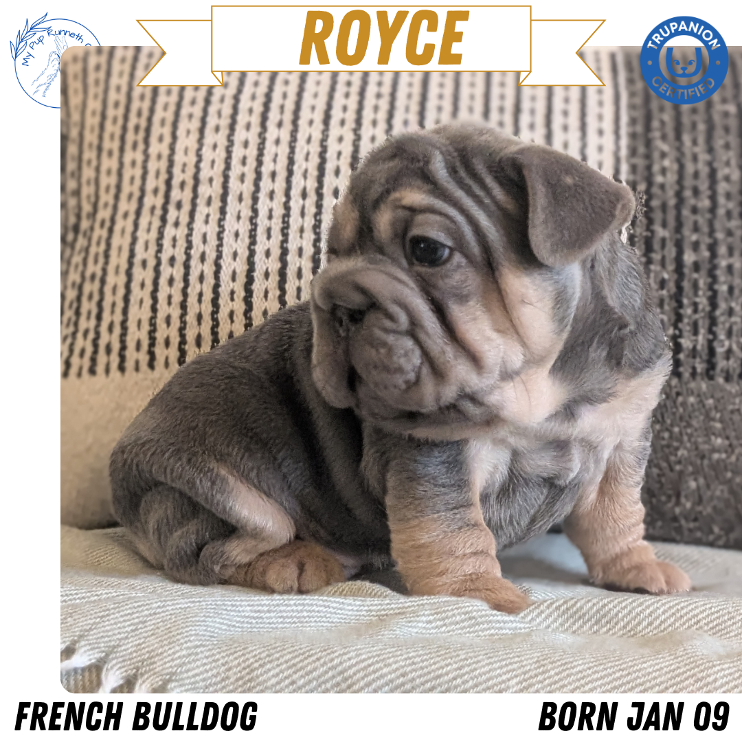 FRENCH BULLDOG (JAN 09) MALES