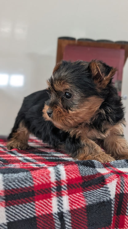 YORKSHIRE TERRIER (DEC 20) FEMALES