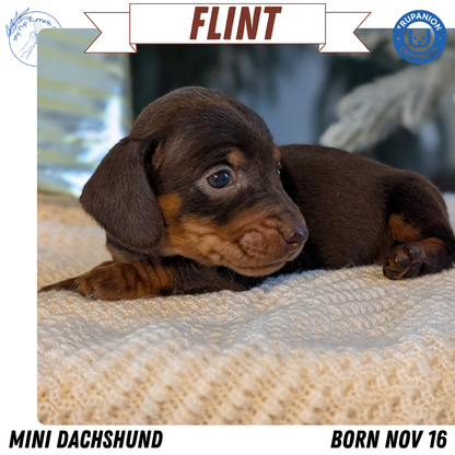 MINI DACHSHUND (NOV 16) MALES