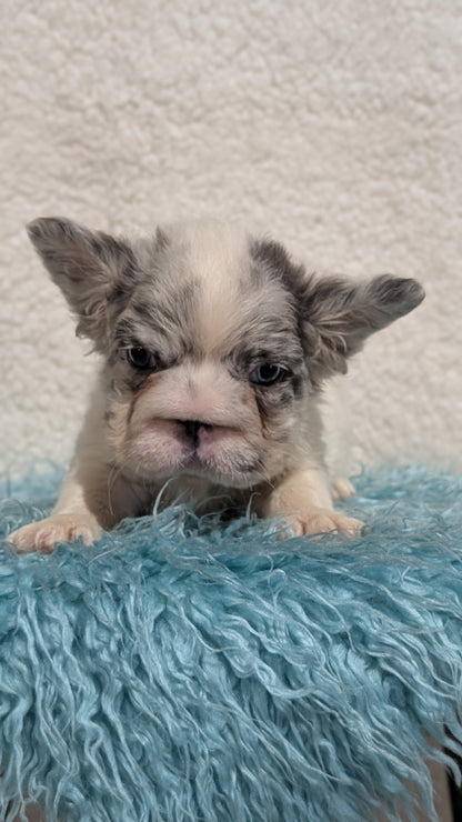 FRENCH BULLDOG (JUN 06) MALES