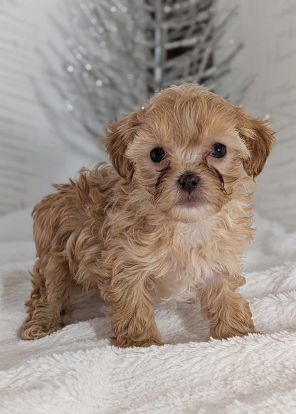 CAVAPOO (NOV 08) MALES