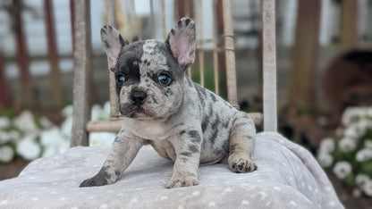 FRENCH BULLDOG (05/20) MALE