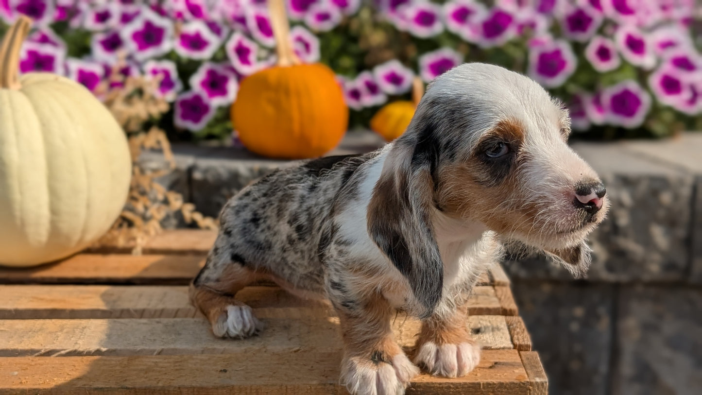 MINI DACHSHUND (08/19) FEMALE