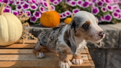 MINI DACHSHUND (08/19) FEMALE