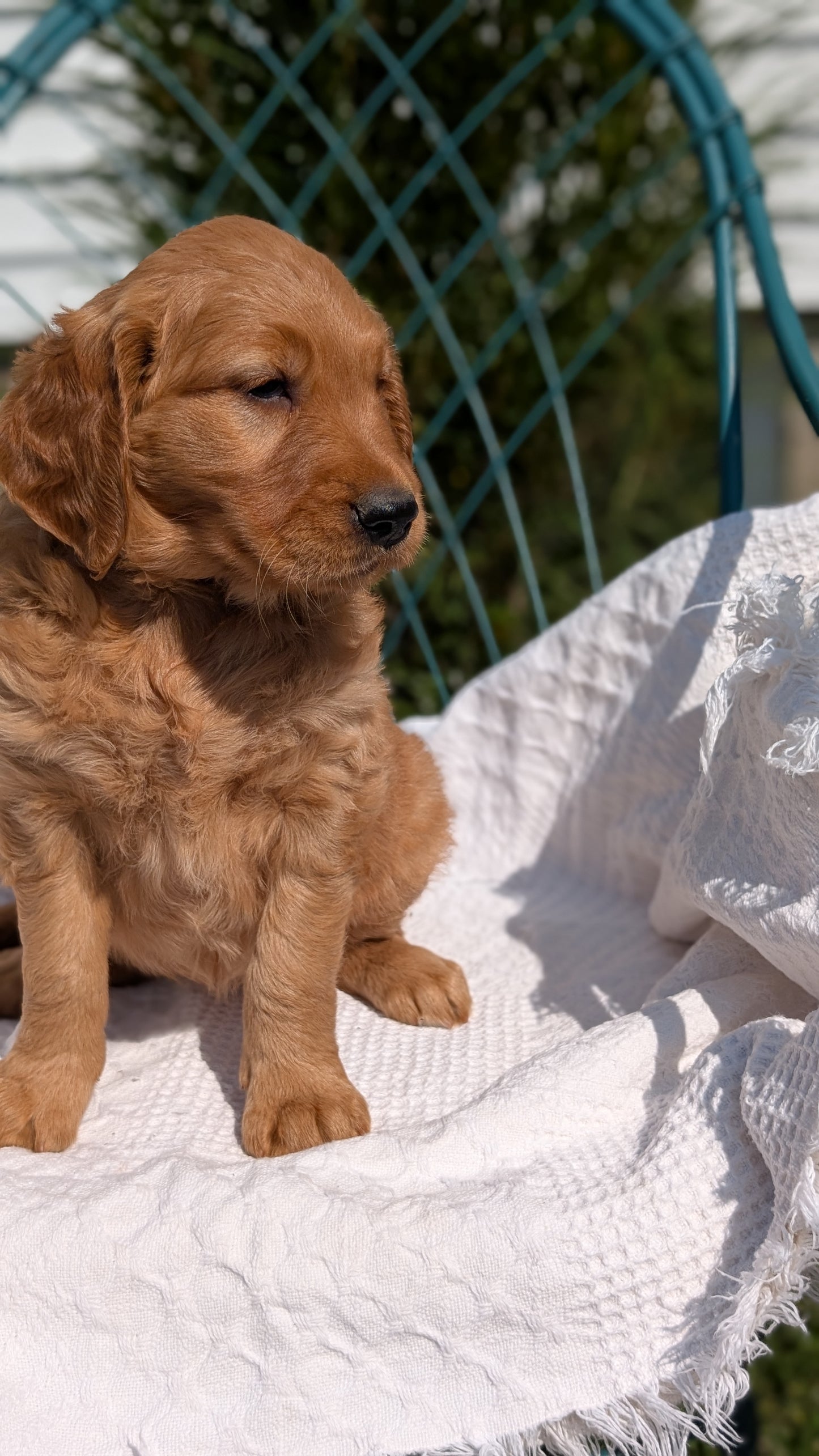 GOLDEN RETRIEVER (07/24) FEMALE