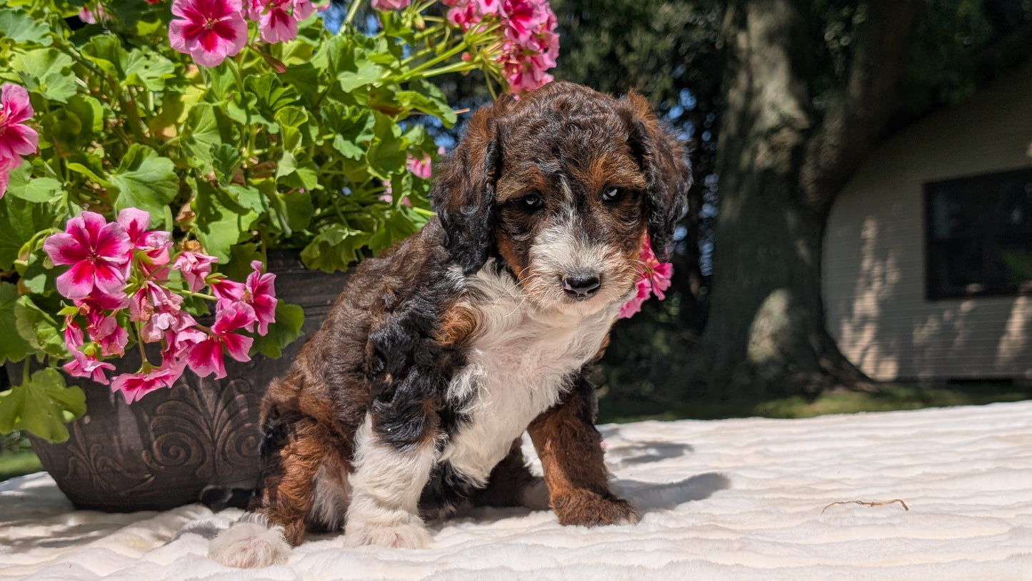 MINI BERNEDOODLE (06/11) FEMALE