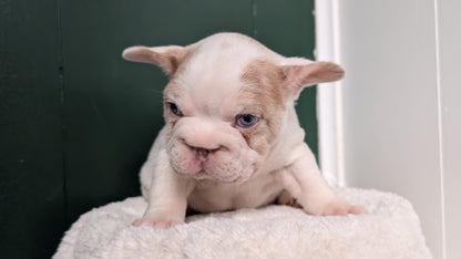FRENCH BULLDOG (APR 03) MALE