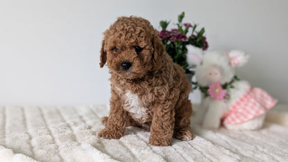 MINI GOLDENDOODLE (MAR 13) MALE