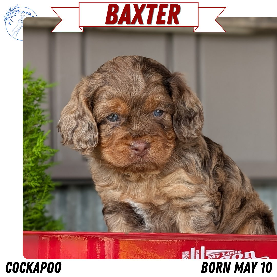 COCKAPOO (MAY 10) MALES