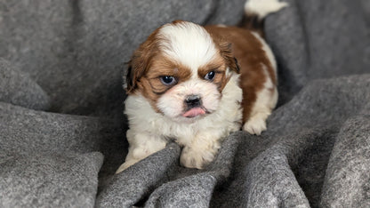 SHIH TZU (10/08) MALE