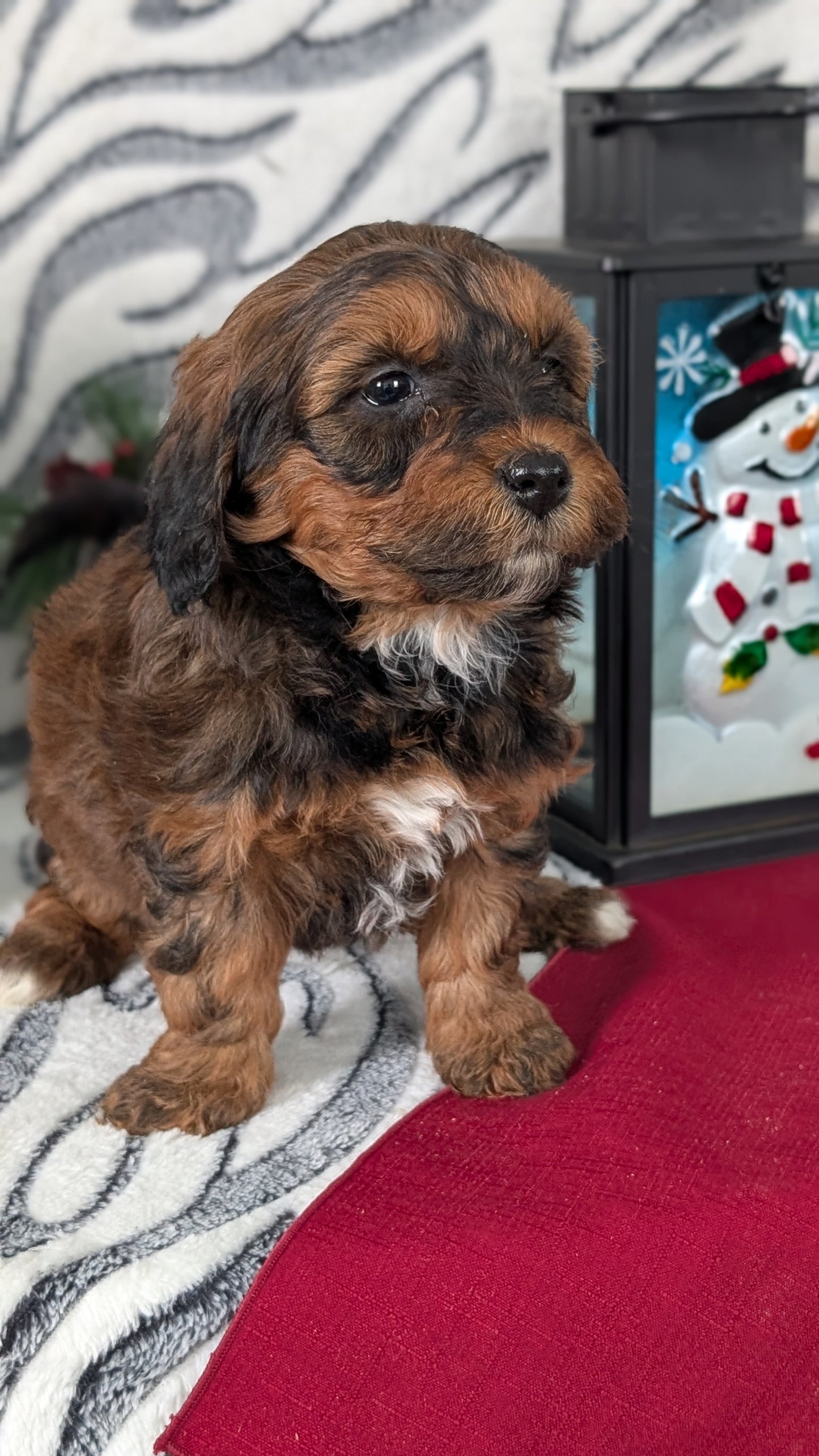 MINI LABRADOODLE (OCT 20) FEMALES