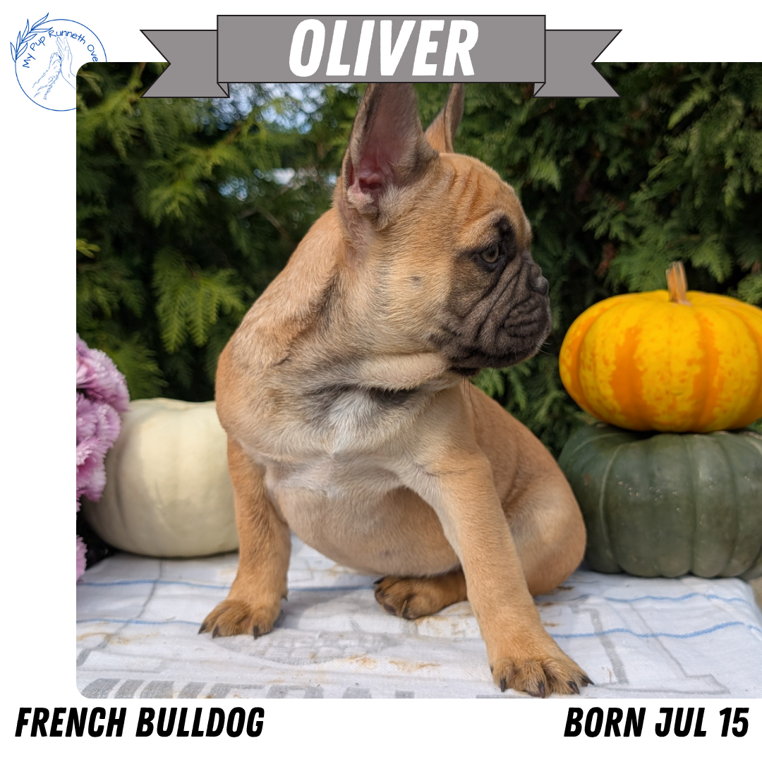FRENCH BULLDOG (07/15) MALE