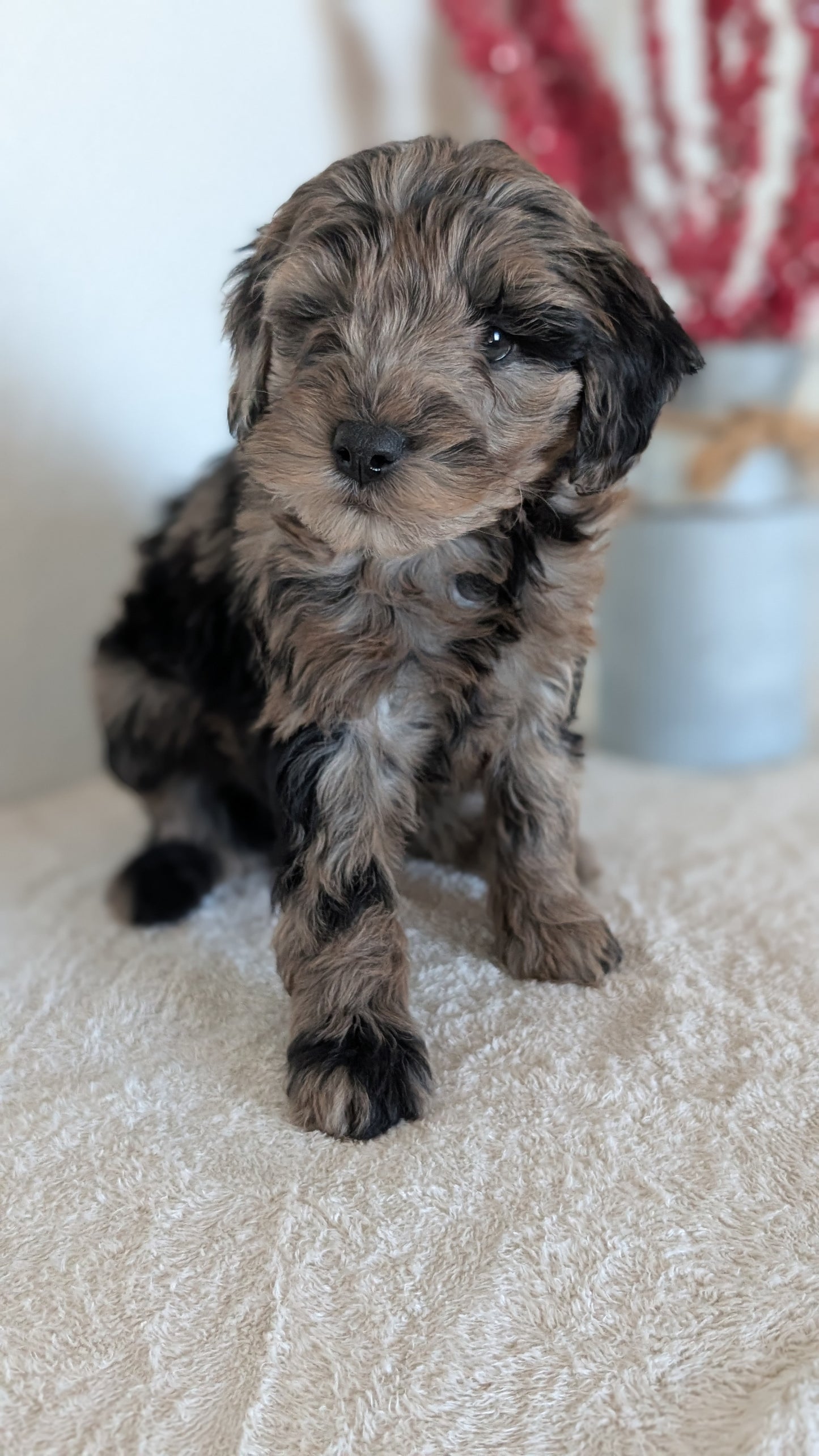MINI BERNEDOODLE (OCT 15) FEMALES