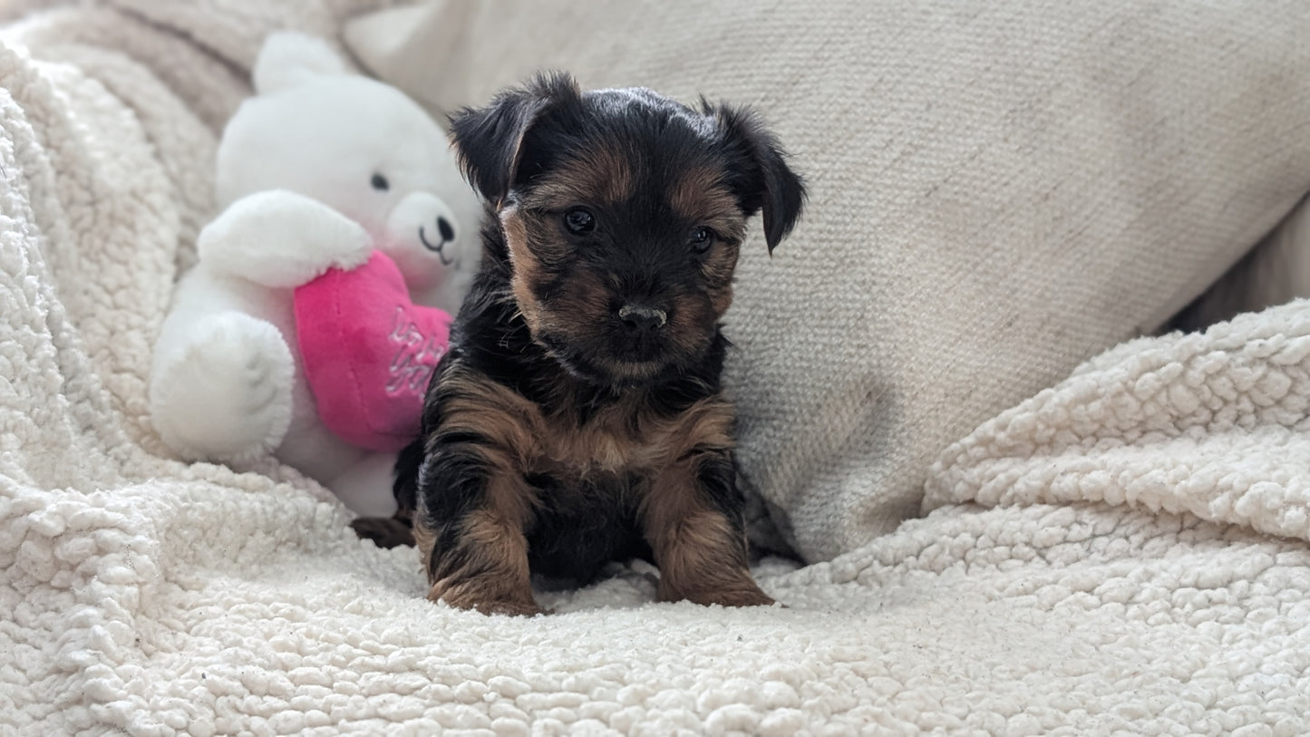 YORKSHIRE TERRIER (DEC 24) FEMALES