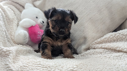 YORKSHIRE TERRIER (DEC 24) FEMALES
