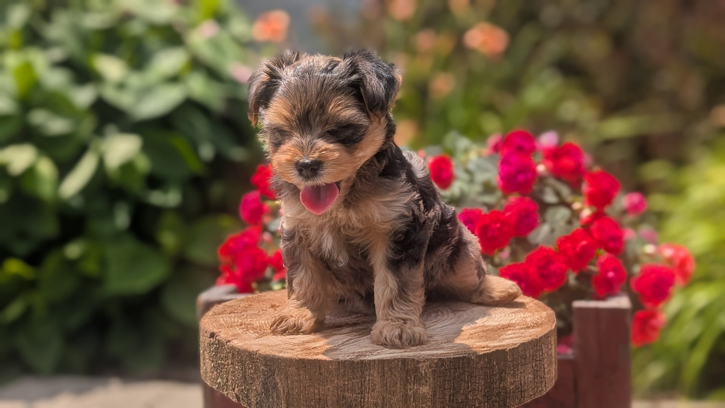 YORKIPOO (MAY 26) FEMALES